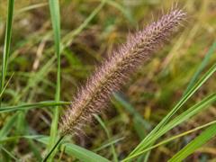 Nargil_Cenchrus ciliaris
